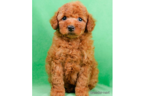 成約済の東京都のトイプードル-225166の4枚目